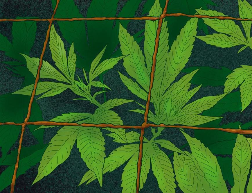 ‘Screen of green’ en un armario