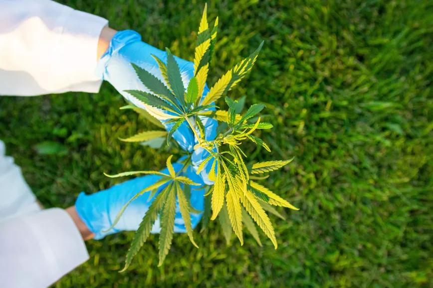 Las empresas españolas del cannabis medicinal se unen en una asociación 