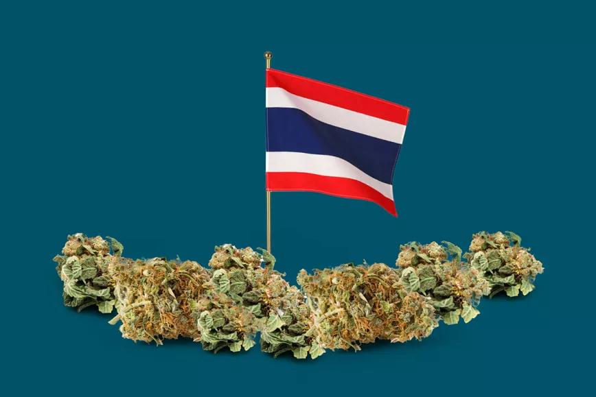Tailandia ya tiene un millón de cultivadores registrados