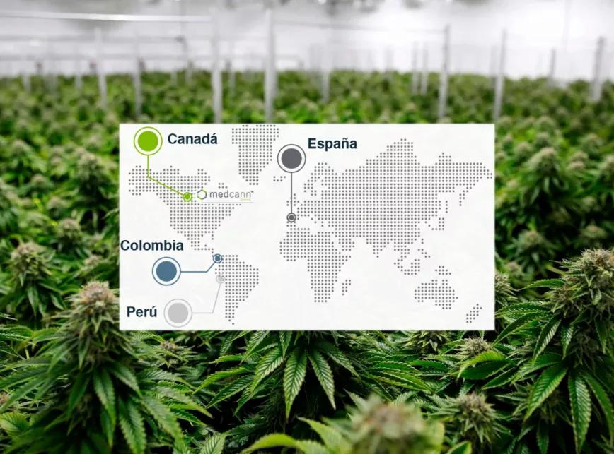 Una empresa canadiense autorizada para el cultivo de cannabis en España