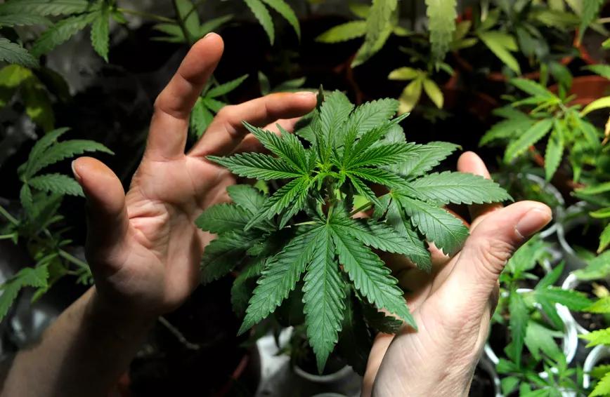 Paraguay debate legalizar el cultivo de cannabis 