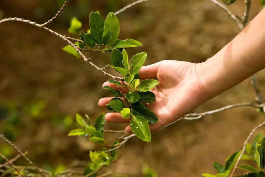 Congresistas colombianos anuncian una ley para regular la coca, los hongos y la amapola de opio