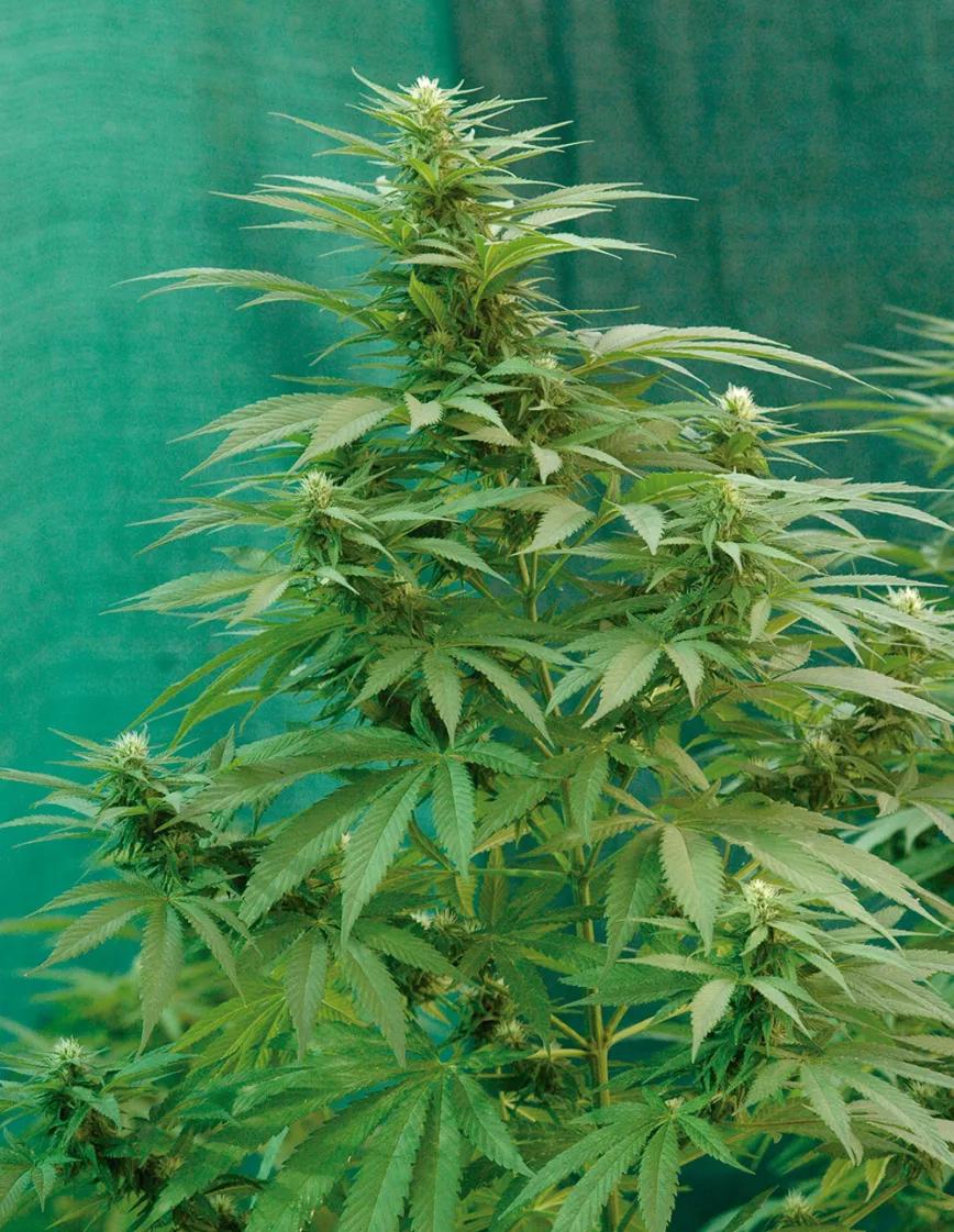 Diez trucos para dominar la floración 