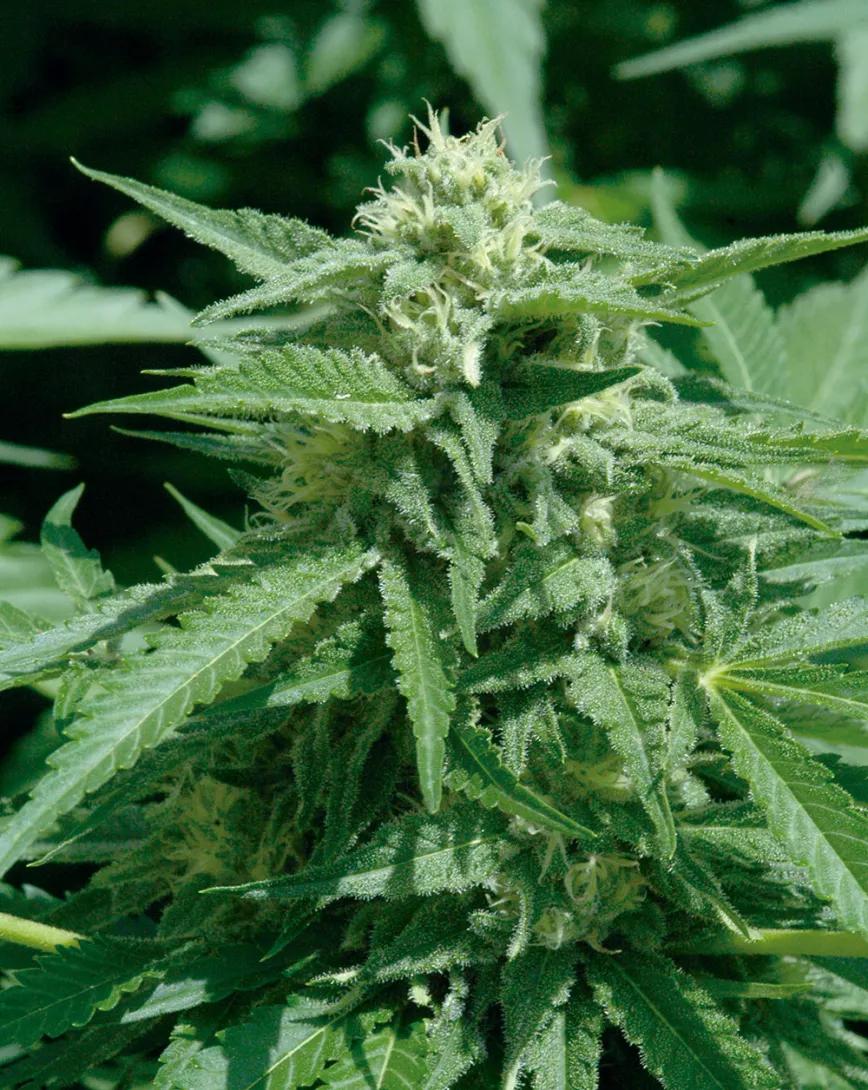 Diez trucos para dominar la floración 