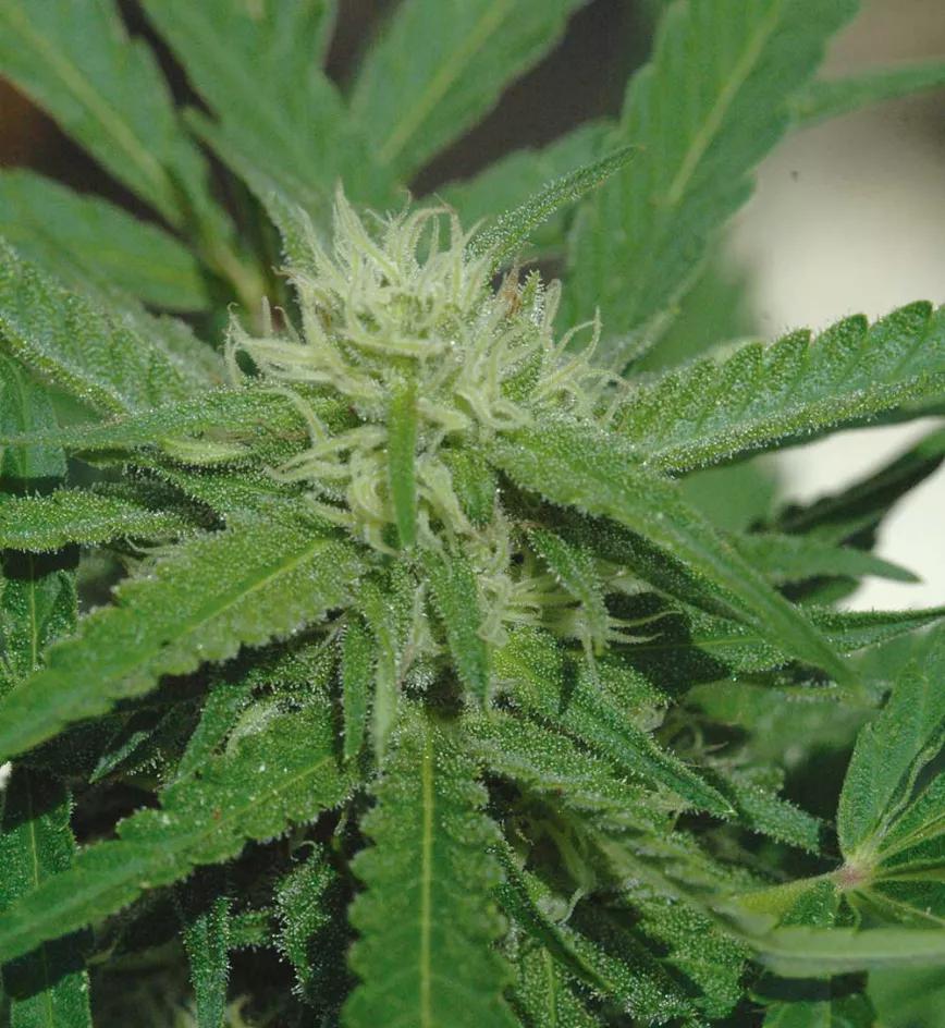 Diez trucos para dominar la floración 