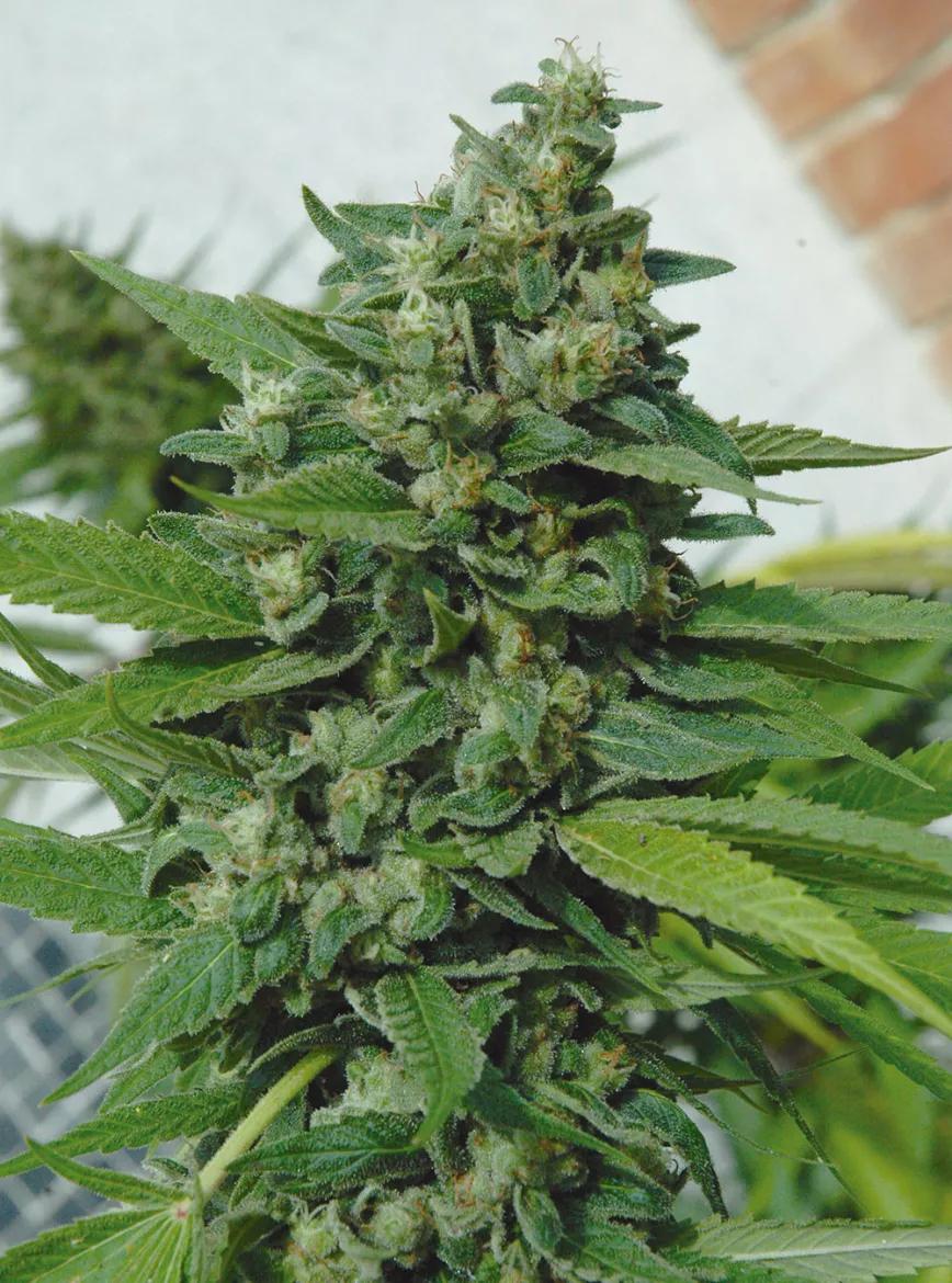 Diez trucos para dominar la floración 