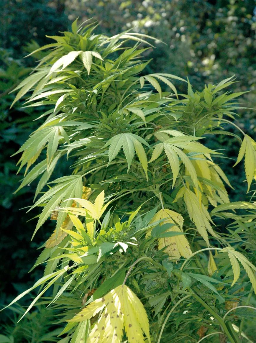Diez trucos para dominar la floración 