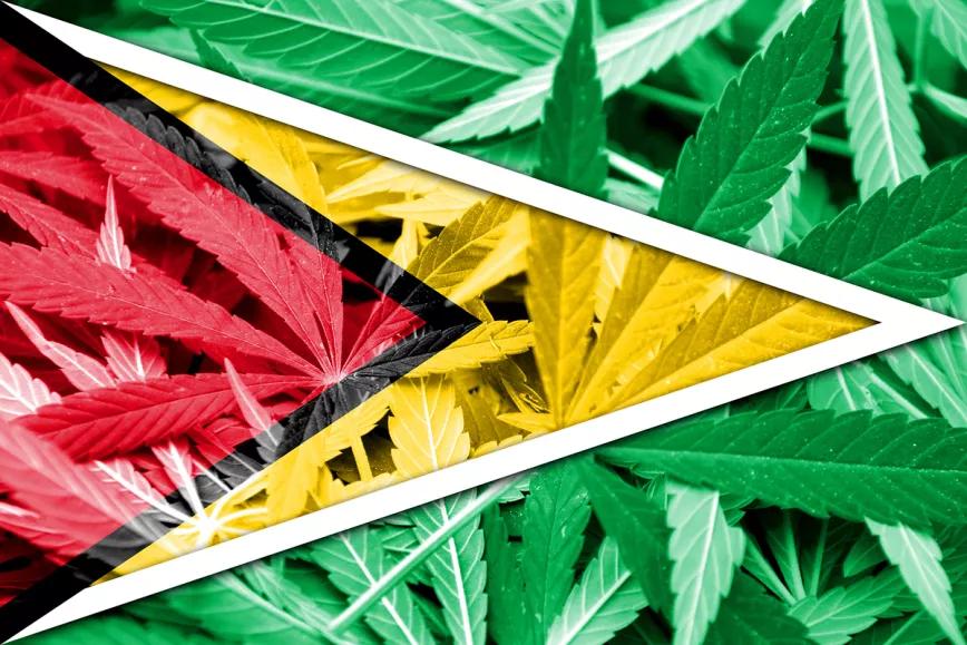 Guyana regula el cáñamo para impulsar la economía