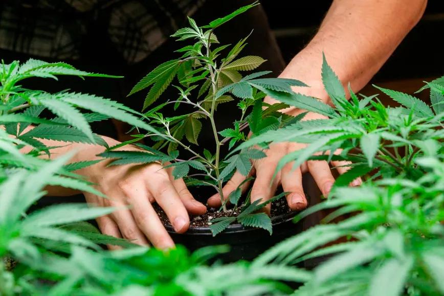Una paciente brasileña consigue un habeas corpus para cultivar marihuana 