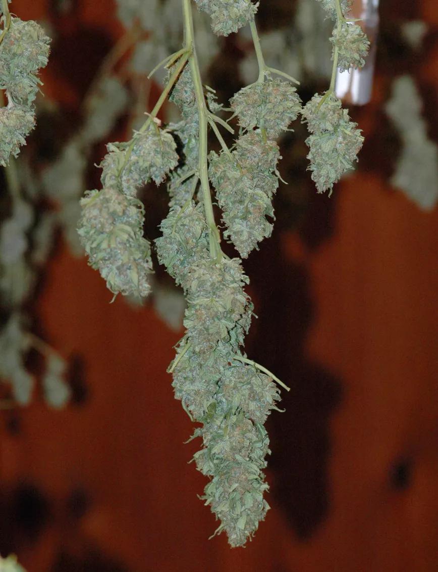 Secando con temperaturas frescas, se minimiza la pérdida de terpenos.