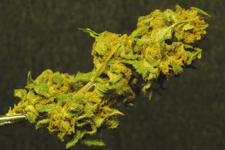 La hierba seca huele distinto porque ha perdido ciertos terpenos que tenía la planta cuando estaba viva.