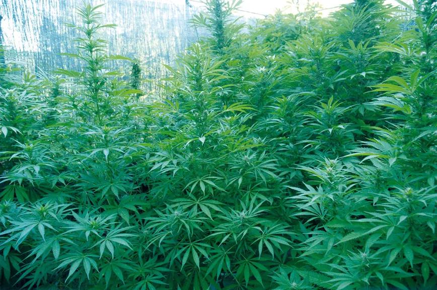 Si elimináramos todos los terpenos, los efectos de las distintas variedades serían mucho más parecidos.