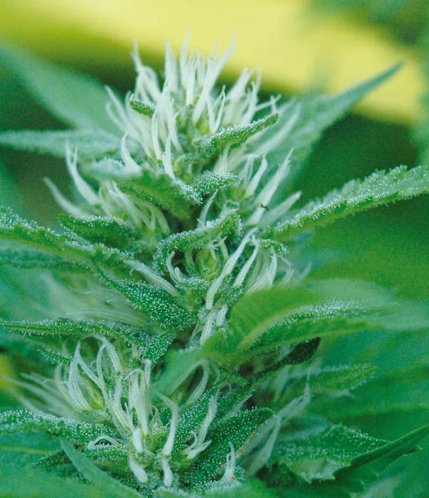Los terpenos influyen notablemente en el tipo de efecto de cada variedad.