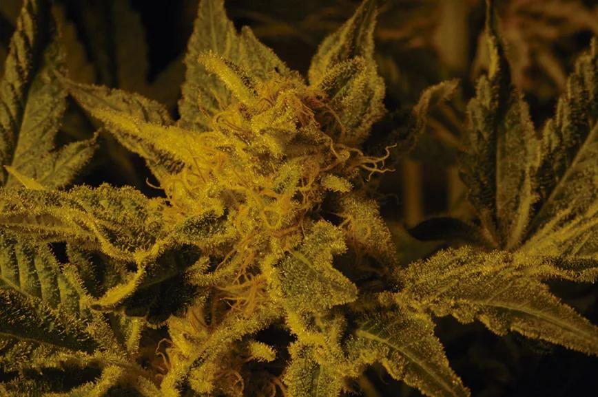 Los perros policía detectan el cannabis por el cariofileno, un sesquiterpeno muy abundante en los cogollos secos por su baja volatilidad.