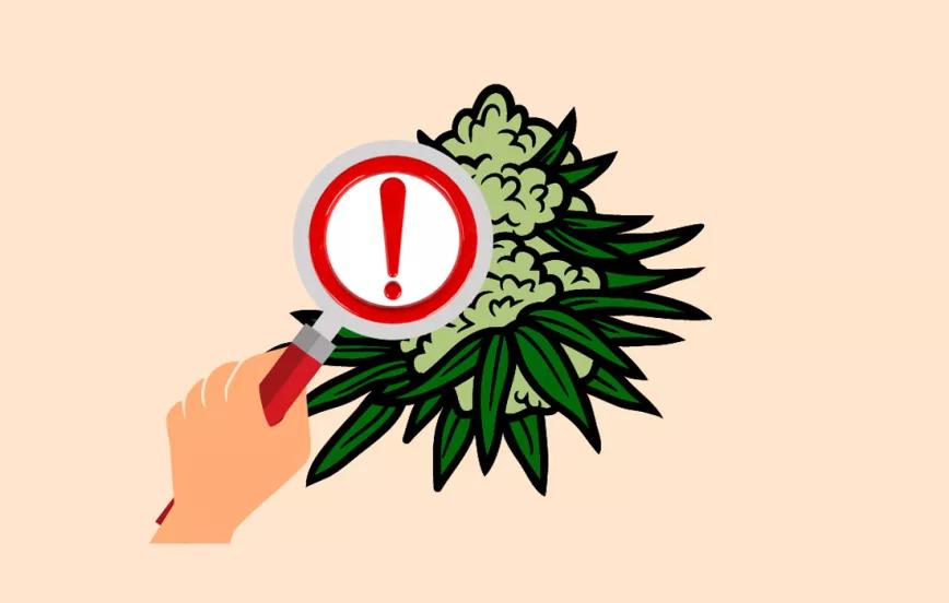 Marihuana, cannabis y cáñamo. Editorial Cáñamo #298