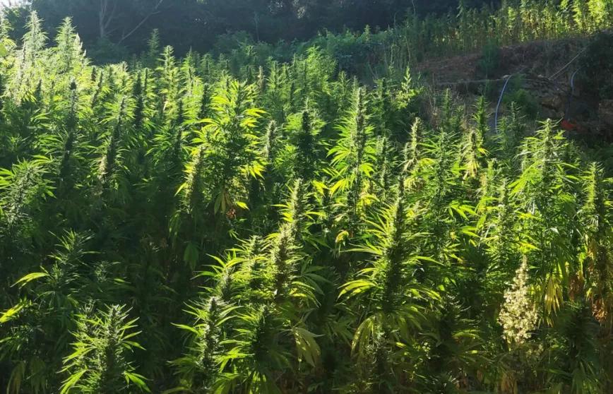 Marruecos entrega las primeras licencias para el cultivo legal de cannabis 