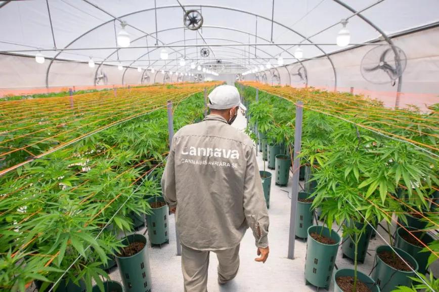 Autorizan la primera fábrica de cannabis argentina 