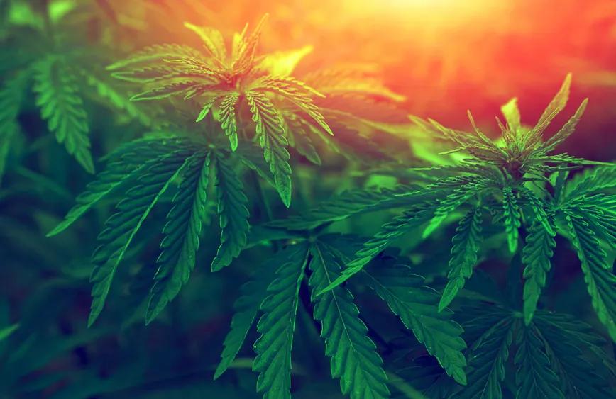 Agricultores de la India piden que se regule el cultivo de cannabis