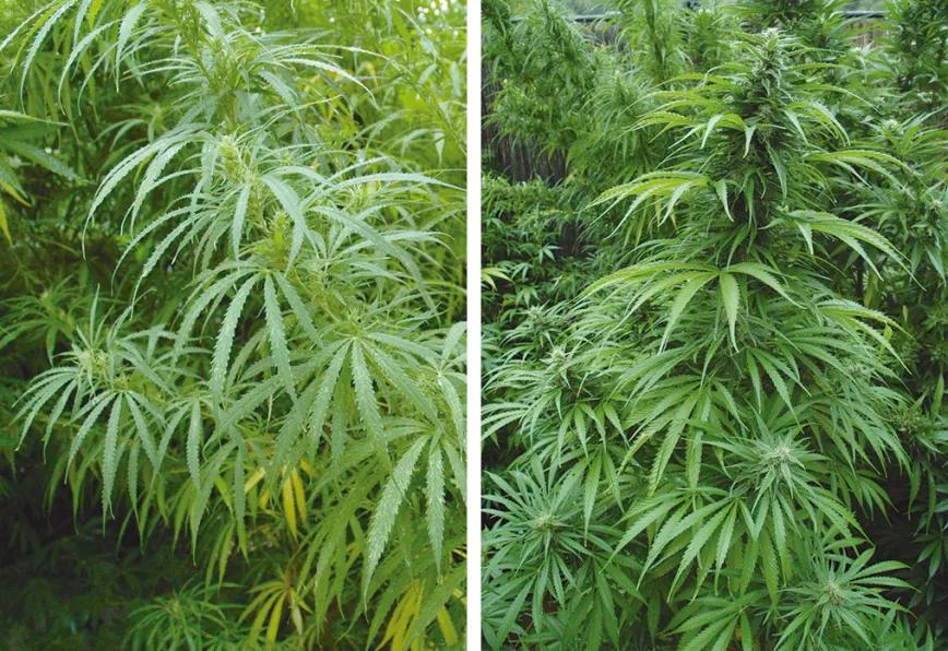 El cultivo y la lluvia: cómo manejar las plantas cuando llegan las tormentas y la humedad