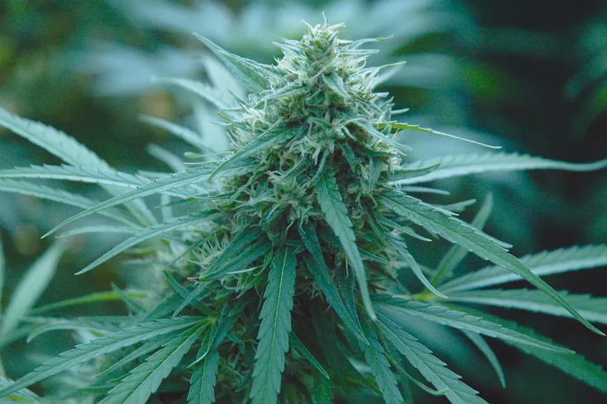 El cultivo y la lluvia: cómo manejar las plantas cuando llegan las tormentas y la humedad