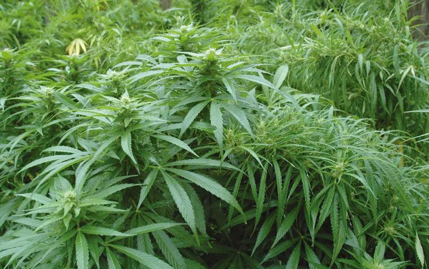 El cultivo y la lluvia: cómo manejar las plantas cuando llegan las tormentas y la humedad
