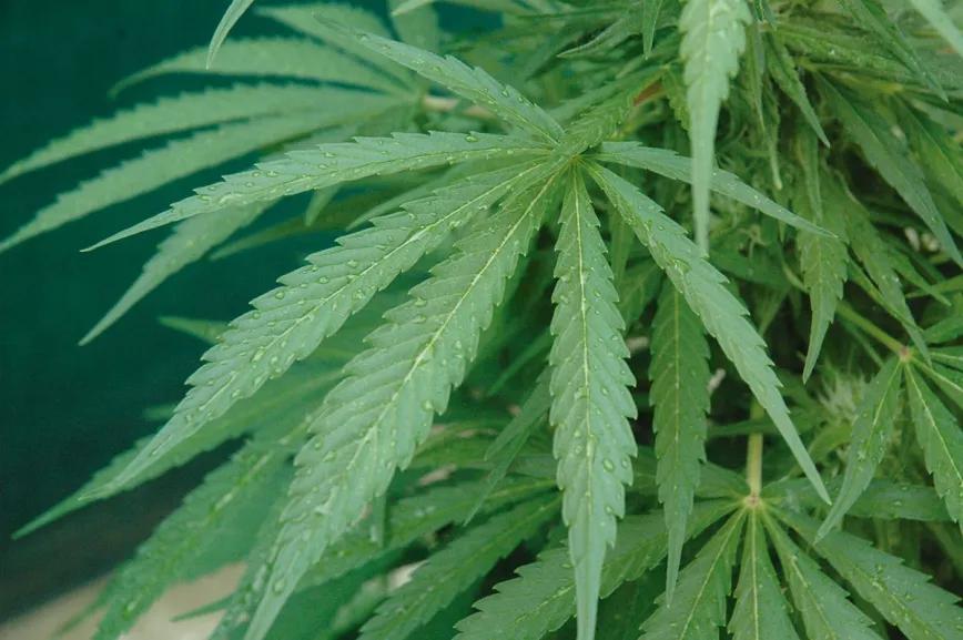 El cultivo y la lluvia: cómo manejar las plantas cuando llegan las tormentas y la humedad