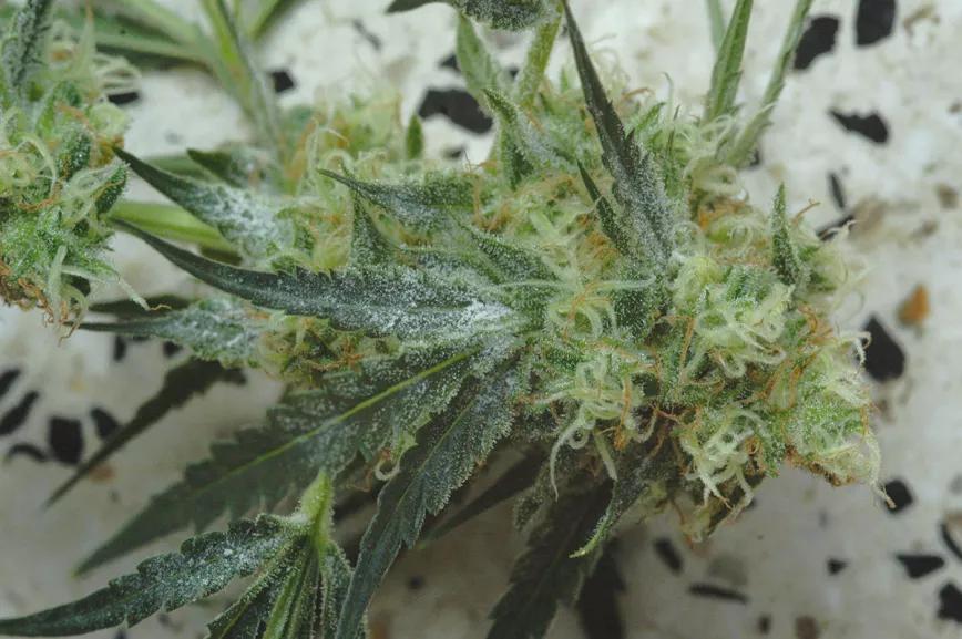 El cultivo y la lluvia: cómo manejar las plantas cuando llegan las tormentas y la humedad