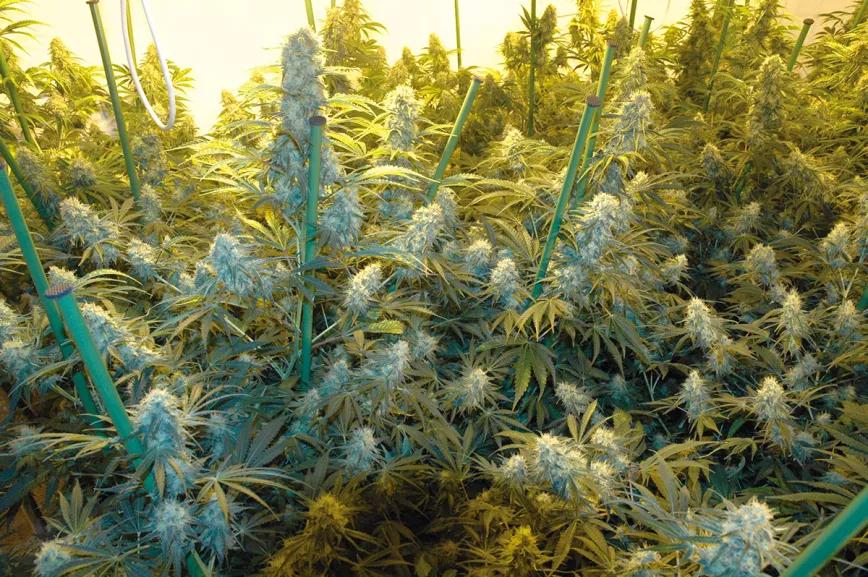 Mejora la producción del ‘indoor’