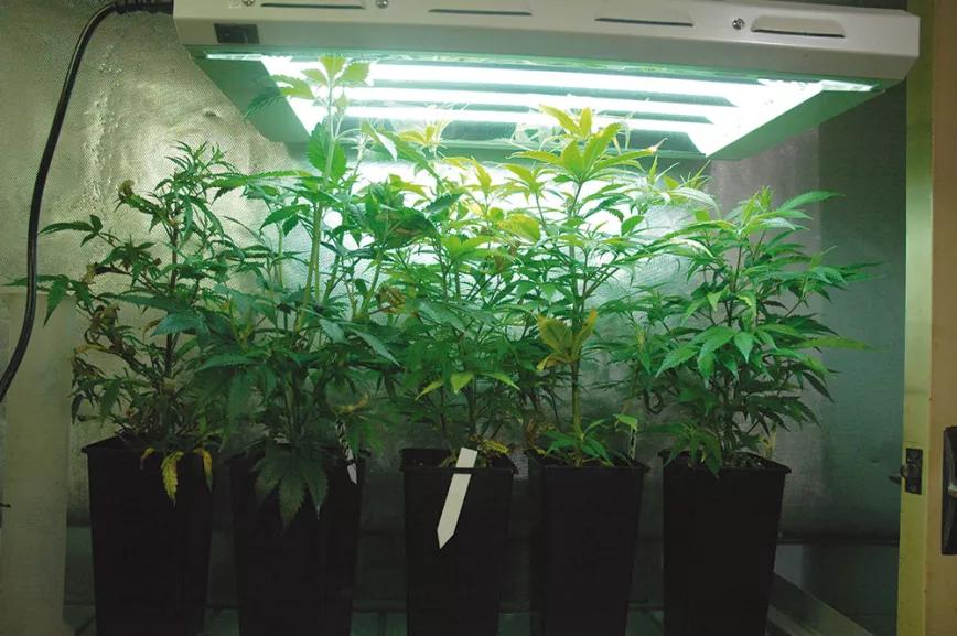 Diez pasos para empezar a cultivar con un kit de interior