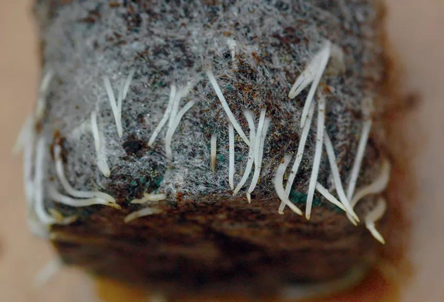 Las raíces del cannabis: el secreto bajo tierra