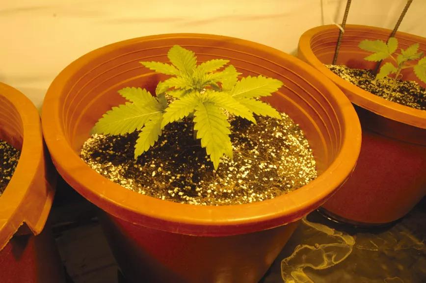 Las raíces del cannabis: el secreto bajo tierra