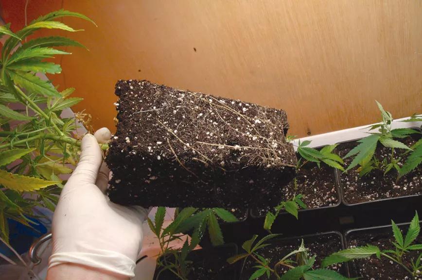 Las raíces del cannabis: el secreto bajo tierra