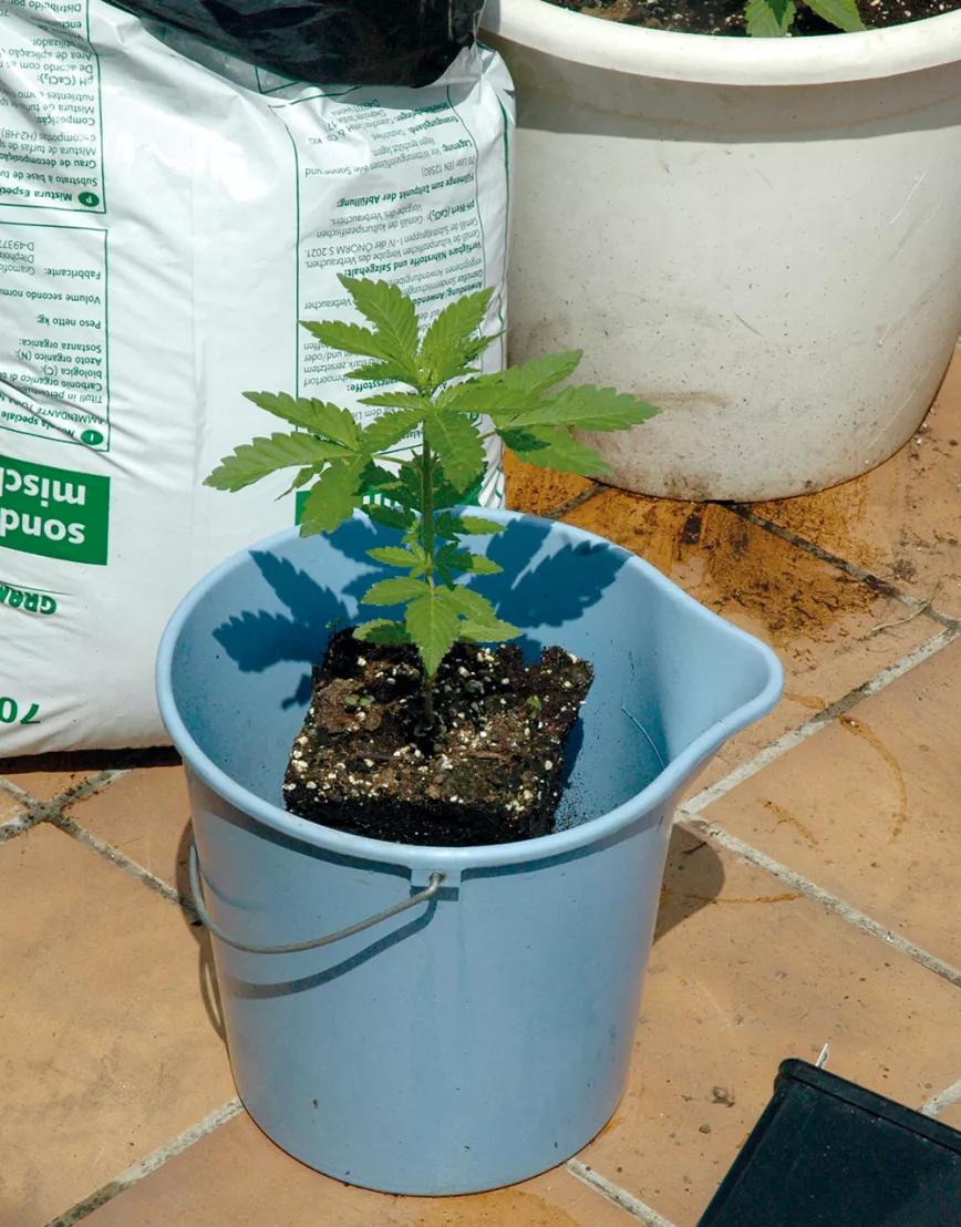 Las raíces del cannabis: el secreto bajo tierra