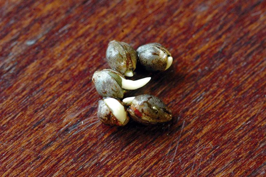 Siempre que podamos germinaremos dentro de casa, donde la temperatura será más elevada.
