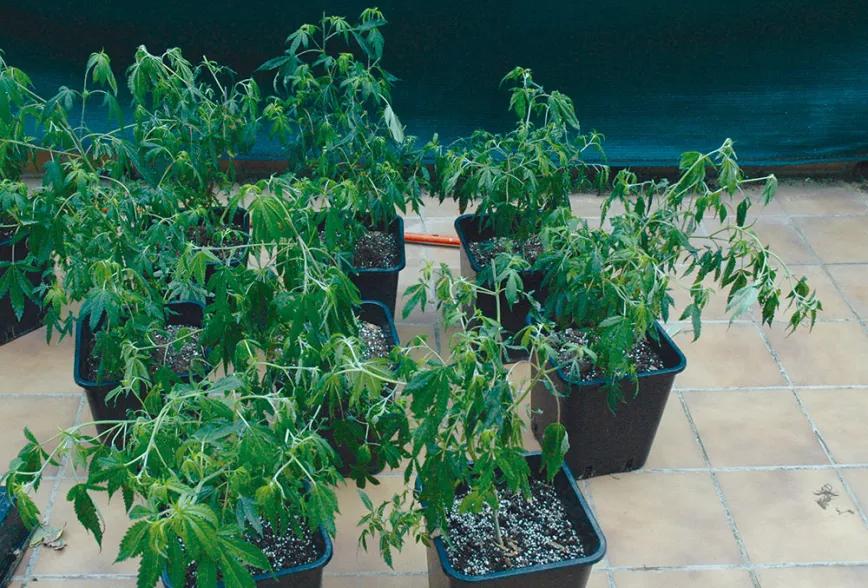 Esta imagen muestra el efecto terrible de una helada sobre las plantas, que ya no se recuperarán.