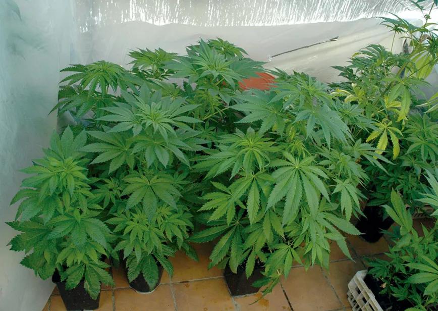El crecimiento en un invernadero con calefacción es fantástico, con hojas grandes y plantas vigorosas.