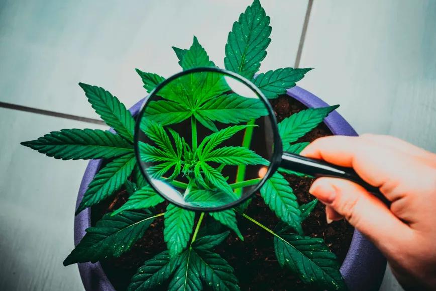 El Gobierno alemán encarga un estudio sobre la legalización del cannabis