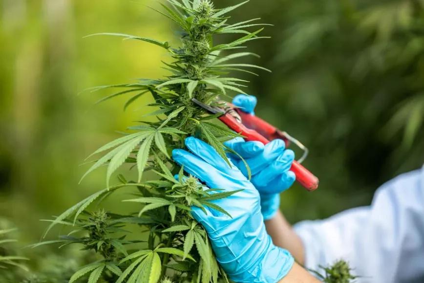 Argentina crea la Agencia Nacional del Cannabis 