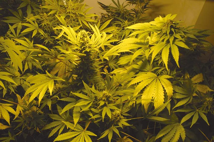Ocho sugerencias sobre defoliación en interior