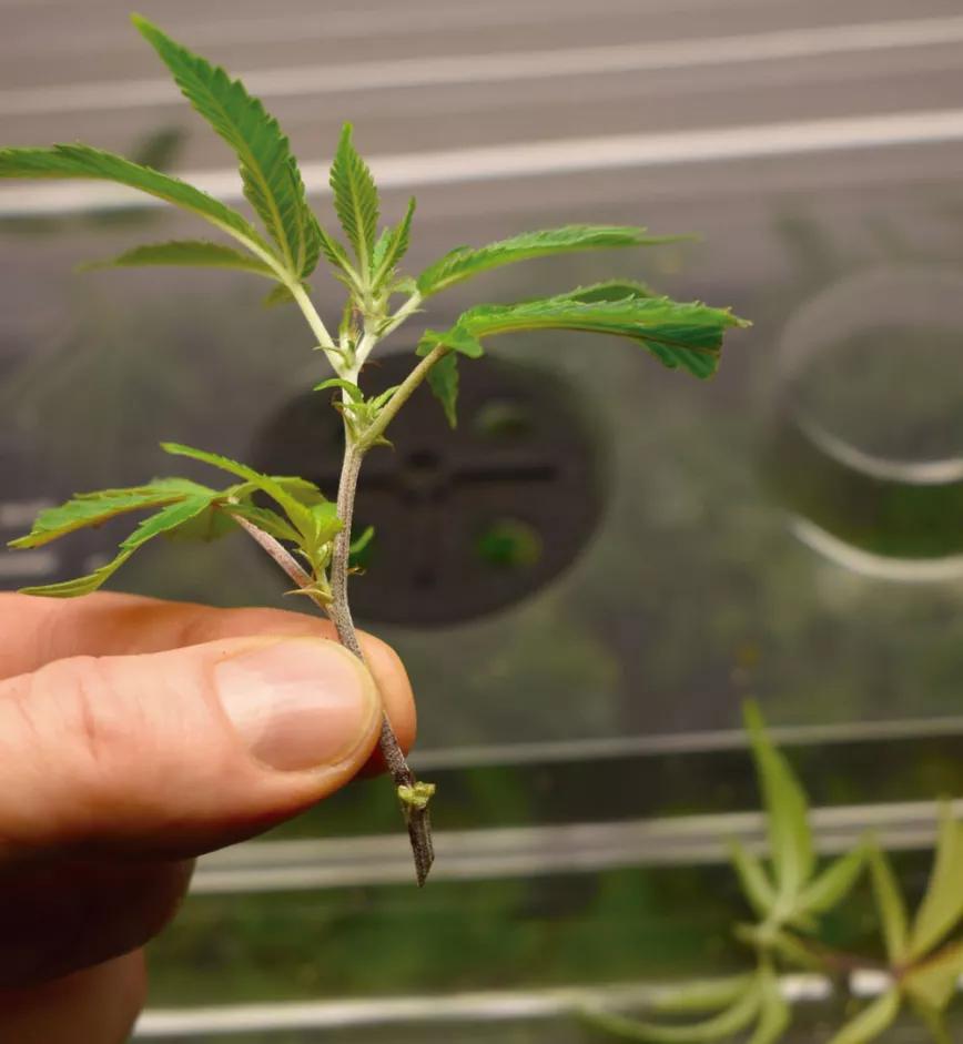 Ocho sugerencias sobre defoliación en interior
