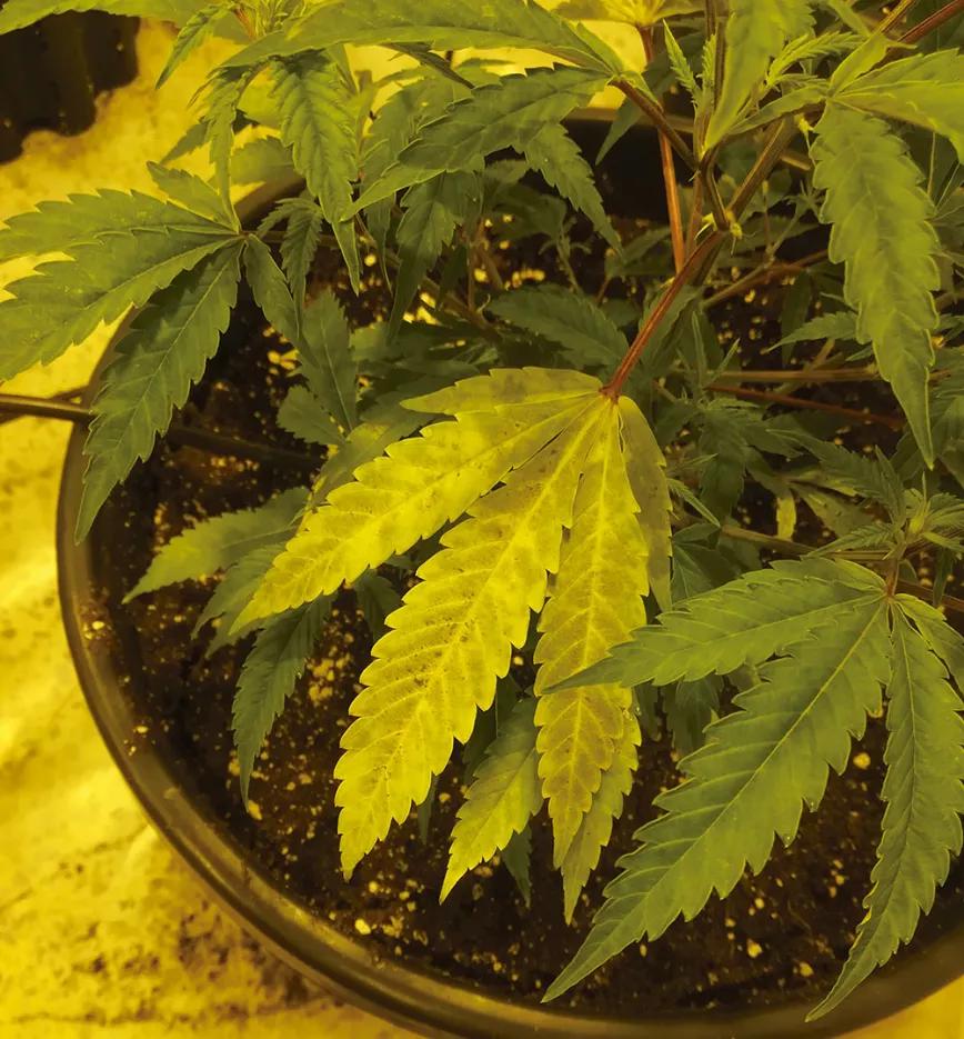 Ocho sugerencias sobre defoliación en interior