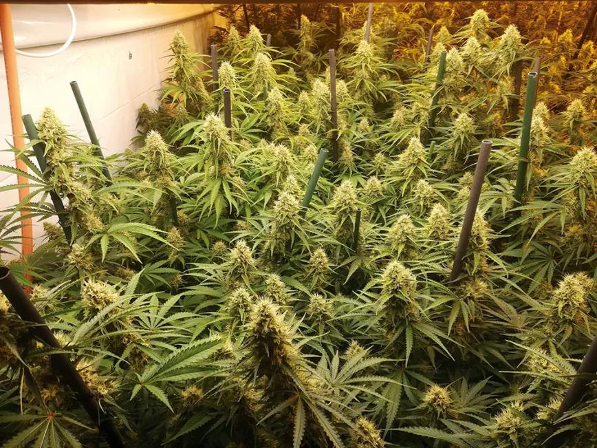 Las plantas pueden eliminar naturalmente las hojas que no les resultan útiles: las amarillean, las secan y las dejan caer.
