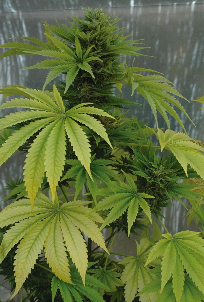 Ocho sugerencias sobre defoliación en interior