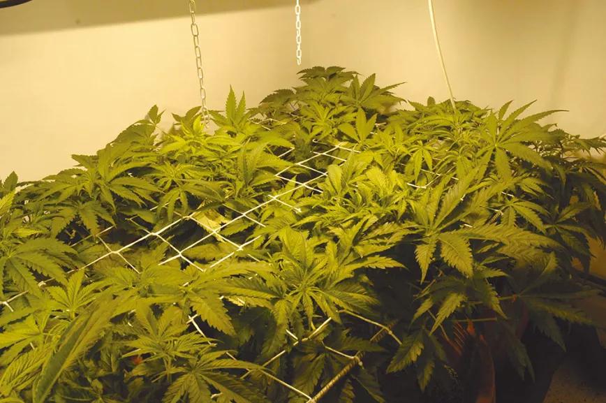 Ocho sugerencias sobre defoliación en interior