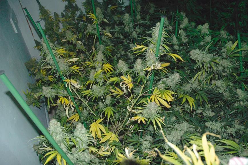 Ocho sugerencias sobre defoliación en interior