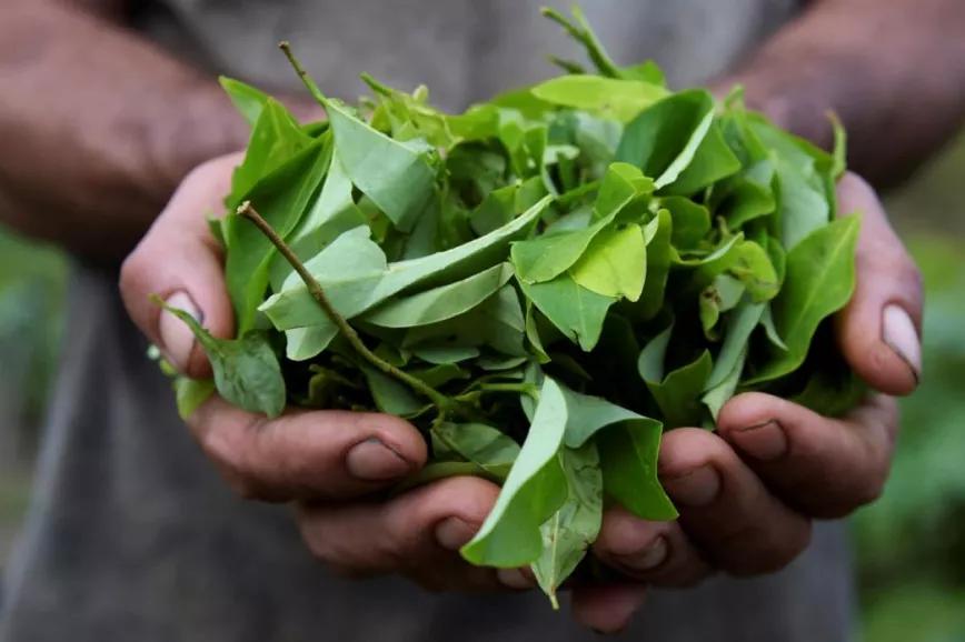 Despenalizará el cultivo de coca el Gobierno de Colombia