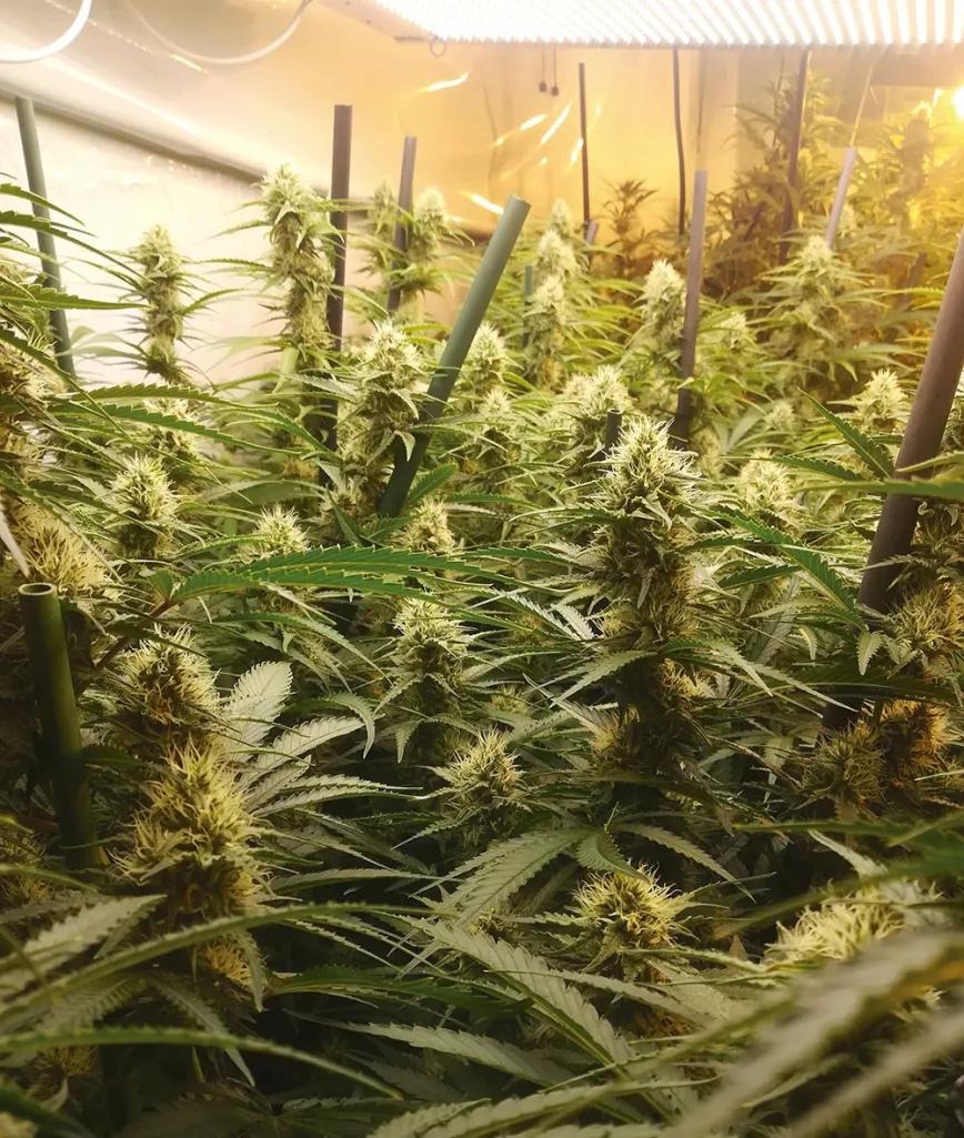 LDI, un concepto casi mágico