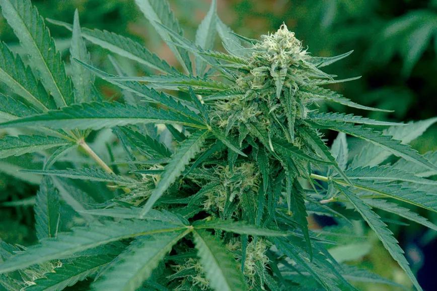 LDI, un concepto casi mágico