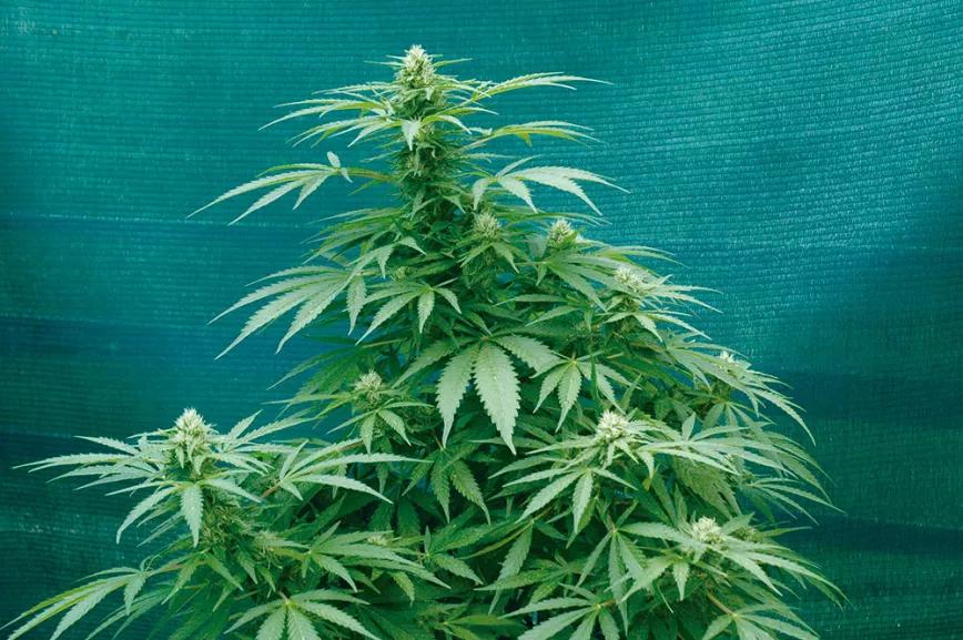 LDI, un concepto casi mágico