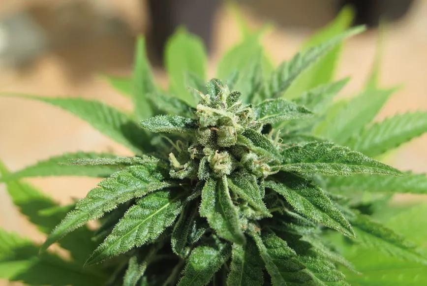 LDI, un concepto casi mágico